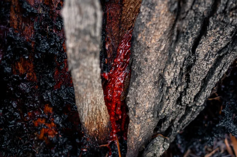 Reading the Residue: What the Gunk in Your Vaporizer Is Actually Telling You