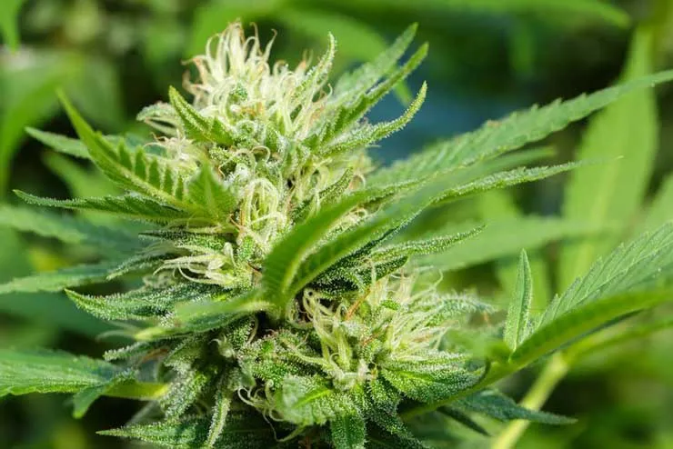 Dial It In: How Vaporization Temperature Unlocks the Full Power of Your Cannabis